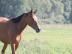 5 Jahre Stute Tschechische Warmblutpferd