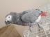 Graupapageien babys und macaw papageien