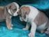 Englische Bulldoggen zur Rehabilitation