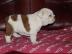 F�nf (5) attraktive englische Bulldogge