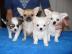 Chihuahua welpen 150 euros