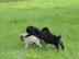 Mops Welpen abzugeben 3 schwarze R�den und 2 