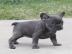 FRANZ?SISCHE BULLDOG WELPEN