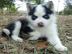 Siberian Husky Welpen aus kontrollierter
