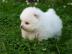 Pomeranian Welpen abzugebenabzugeben