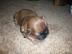 Shih Tzu Welpen