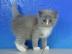 Ragdoll katze mit papieren