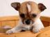 Wundersch�ne Chihuahua Welpen m�nnlich u