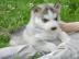 Z�rtlich Blaue Augen Siberian Husky