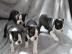 Sch�ne Kc Reg Boston Terrier Welpen