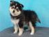 charmanter pomsky welpe f�r ein neues fa