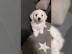 Bichon frise Welpen