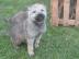 Tschechoslowakische wolfshund welpen