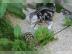 BKH Kitten Black Silver Tabby Classic