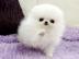 Zwergspitz Pomeranian welpen mit Papiere
