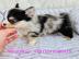 s��e MINI chihuahua welpen mit Papieren