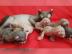 Reinrassigen Sphynx Elf K�tzchen