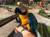 Blue and Gold Macaw Papagei