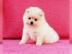 Wundersch�ne Mini Pomeranian Zwergspitz