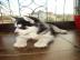 Siberian Husky welpen mit Pap