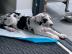 S??e s??e Deutsche Dogge Welpen whatsapp