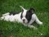 Franz�sische Bulldoggen Welpen