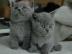 Reinrassige BKH Babies