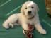 Golden Retriever Welpen
