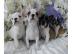 Franz. Bulldoggen Welpen, R�den / H�ndinn