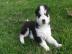 Siberian Husky Welpe, 11 Wochen alt FCI/
