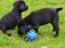 Schwarzer Labrador-Welpen, mnnlich und