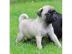 Mops welpen suchen neues Zuhause, Mops b