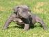 Rote und blaue nase pitbull welpen 2 R�d