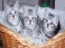 %%%BKH silver-tabby***