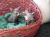 Canadian Sphynx K�tzchen (m/w)