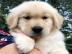 Liebevolle Golden Retriever Welpen f�r R