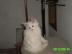 MAINE COON,reinrassig