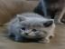 BKH Kitten mit Stammbaum