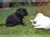 M�nner und Frauen Labrador Welpen