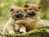 Reinrassige Shiba Inu Welpen mit Stammba