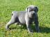 Cane corso italiano welpen