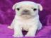 KOSTENLOS Wei? Mops welpen