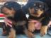 Rottweilerwelpen mit Papieren
