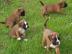 !Registriert Sch�ne Boxer Welpen