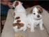 Englisch Bulldogge Welpen zur Annahme