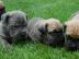 Cane Corso Welpen