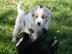 Australian Shepherd Welpen mit ASCA Papi
