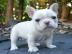 Bulldogge Francias zur Adoption . . . . . 