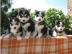 Sibirian Husky Welpen Whatsapp +49 16379