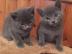 Voller Stammbaum Russian Blue Kitten
